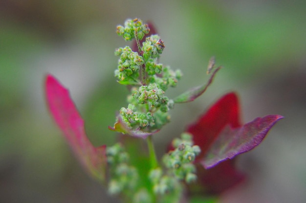 High THCA Flower: The Pinnacle of Cannabis Quality